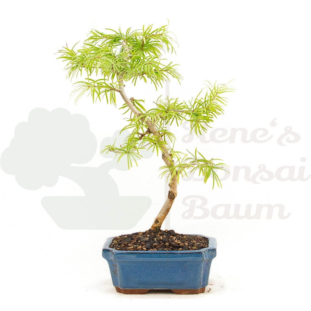 Goldlärche 'Pseudolarix amabilis'